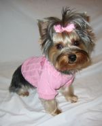 Do clothes - Here is a pic of a dog dressed in what the owner calls a "cute outfit".