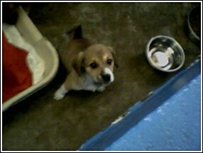 Puppy - A puppy i used to see when i would volunteer at the Animal Shelter