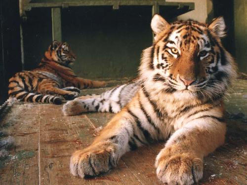 the tiger - the tiger