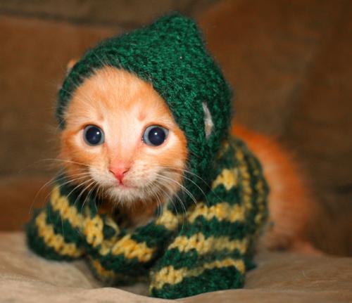Kitty looks stunned! - A cat in a knitted outfit.
