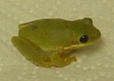 frog - green frog