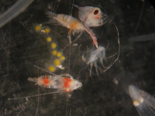 zooplankton - microscopic zooplankton