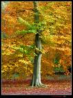 Maple Tree - My favorite kind of tree is the Maple Tree, especially in the fall! Maple Tree - My favorite kind of tree is the Maple Tree, especially in the fall!
