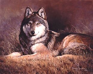Lobo - Beautiful wolf.