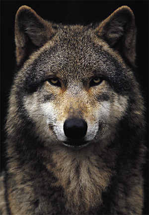 On the prowl - Timberwolf
