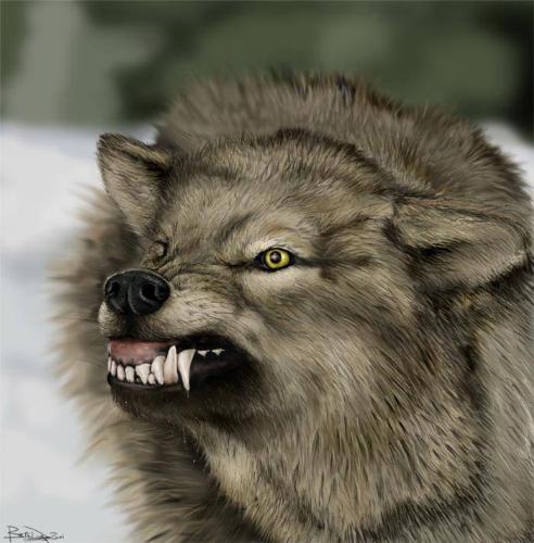 Snarling Wolf - Look out!