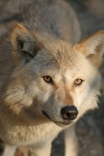 White Wolf - Beautiful white wolf.