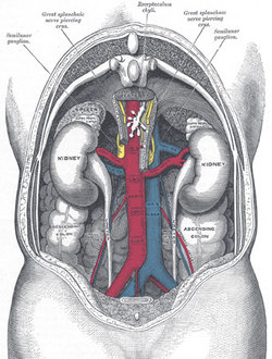 kidneys - kidneys in our body