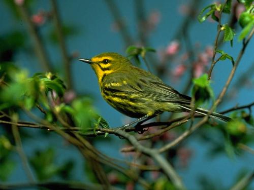 yellowbirds - yellobirds