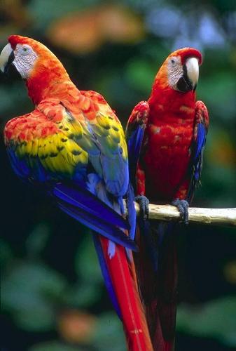 parrot - parrot' are beautiful birds every human species love parrot.In past they were used as postman