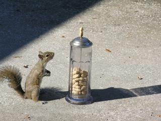 Squirrel got your nuts? - Squirrel can't get enough nuts..