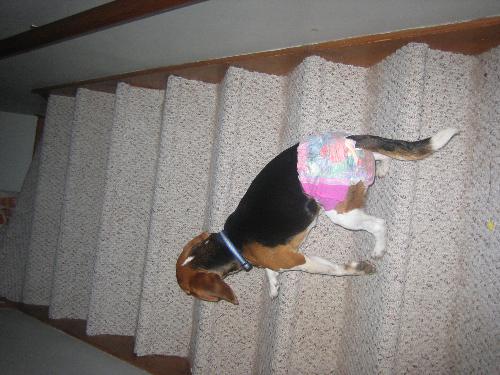 beagle diapers - beagle in a diaper