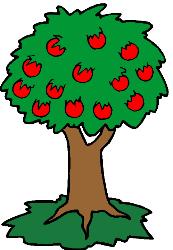 apple tree - an apple tree