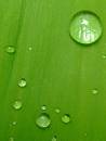 drops - Water drops on leaf