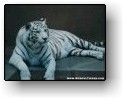 endangered species - white tigers