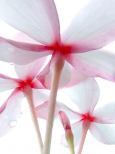 flowers. - i love to take pictures of flowers... i also love orchids.
