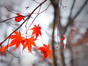 nature - do you love going out just to see nature?