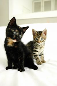 kittens - i love cats!