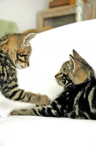 love kittens - i love kittens especially when they play with each other.