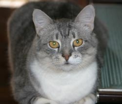 cats - i like pets