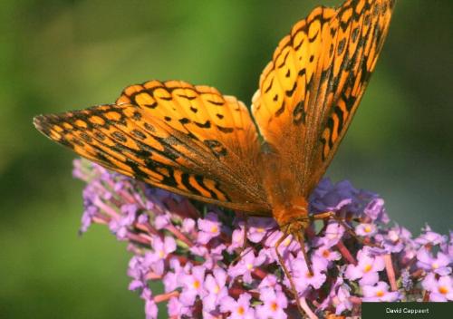 Butterfly - Picture of beautiful butterfly....check it