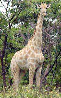 giraffe - i collected from asite.