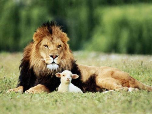 lions - a lion with his pet