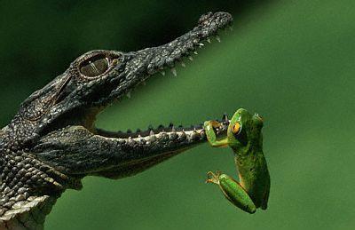 friendly amphibians - isnt this a rare photograph from the jungle. two opposite in size amphibians in this amazing shot.