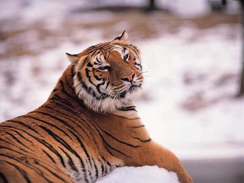 tiger - Tiger the king of the jungle