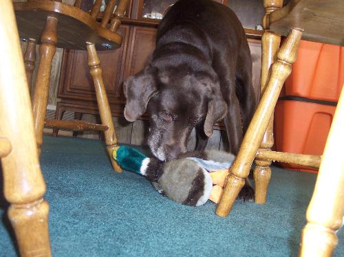 Harleyduck - My dog harley and his toy duck.