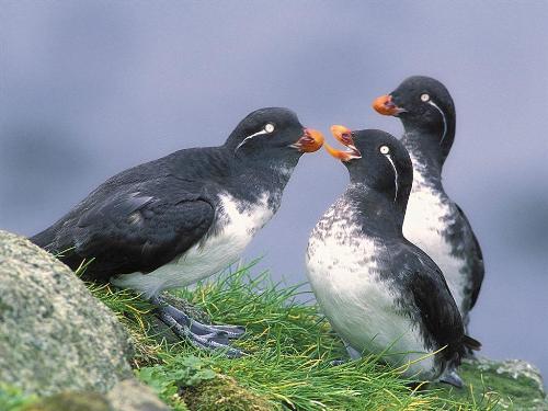 see they love  - friend birds