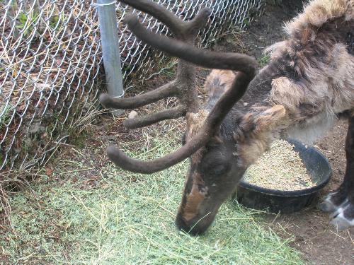 Reindeer eating hay - This is a reindeer eating hay. He still has velvet on his antlers, but he is starting to shed.