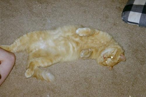 Mao - fat happy cat