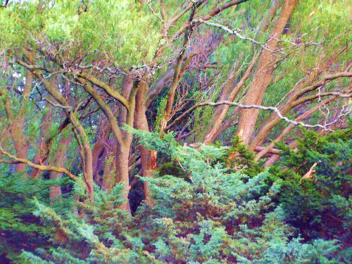 Unpainted Trees - This picture was taken in "High Park" Toronto, Ontario, Canada, at 6 mega pixel on August 2006 using Megxon C480 4 to 8 mega Pixel Camera. I added over saturation from the cameras on board options, then ran it through photo shop once adding extra contrast.

