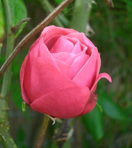 Pink Rose - A picture of a rose that is pink, a symbol of love.