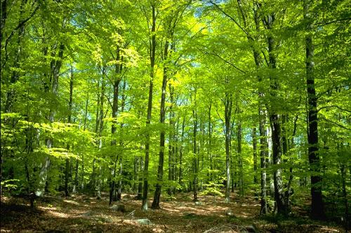 forest - in the picture its one of the forest in newyork