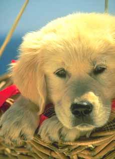 muffin - golden puppy
