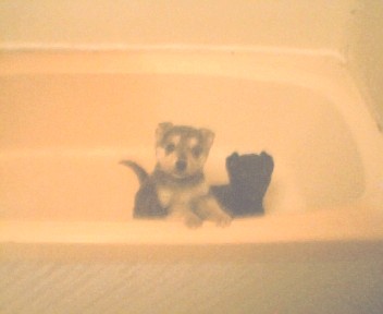 puppies - puppies in bath tub