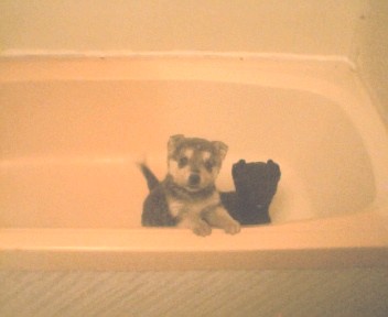 puppies - puppies in bath tub