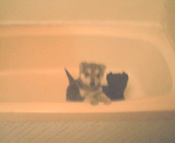 puppies - puppies in bath tub