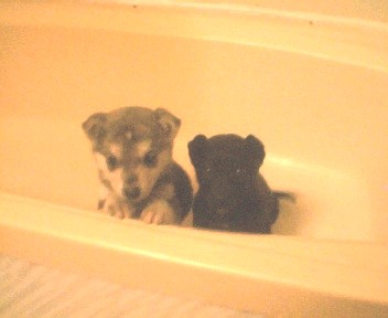 puppies - puppies in bath tub