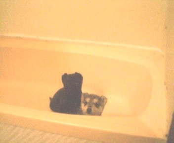 puppies - puppies in bath tub