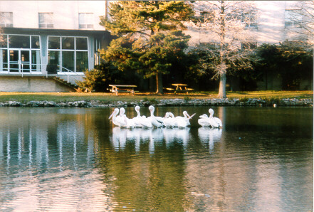 Pelicans - Pelicans swimming in lake.
