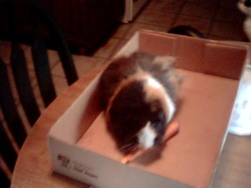 Moe - Moe is a sheltie with long hair.  He is a very friendly and vocal guinea pig.