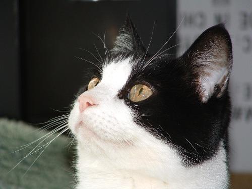 Our cat Rocky - This is our 14 year old cat Rocky, a stray that adopted us in 1992. He is a very nice cat boy. Strictly indoor, which is fine with him. He spends his days sleeping, eating, pooping, and sometimes playing. His favorite thing is when 'dad' comes home and creates a lap for him to sit on. Usually with newspapers.