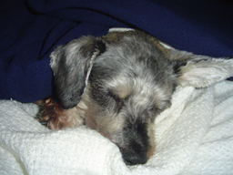 Scotty - My dog, Scotty, likes to jump on my couch and sleep under the blankets.