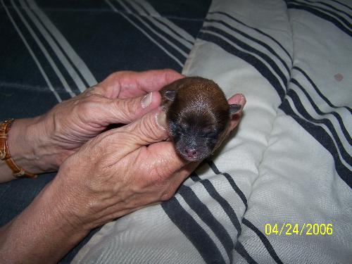 newest  pup - 3 days old   350.00 going to be a little fiz ball. chiapaln