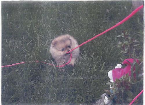 fluffy - he a doll 2 pounds and full of vinegar 400.00