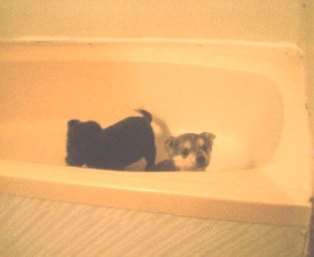puppies - puppies in bath tub
