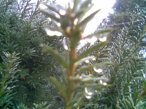 plant in light - plant with rain drop with light